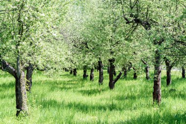 Çiçekli elma ağaçları olan elma bahçesi. Güneşli bir bahar gününde elma bahçesi. Bahar mevsiminde kırsal bölgede. Beyaz ahşap çitlerle çiçek açan bahar elma bahçesi.