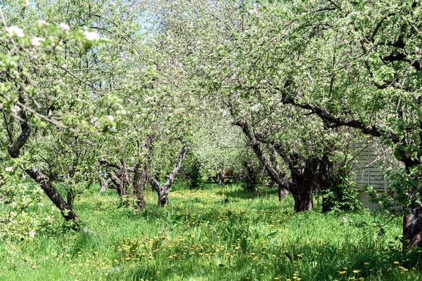 Sad Jabłoni Kwitnącymi Jabłoniami Jabłkowy Sad Słoneczny Wiosenny Dzień Wieś — Zdjęcie stockowe