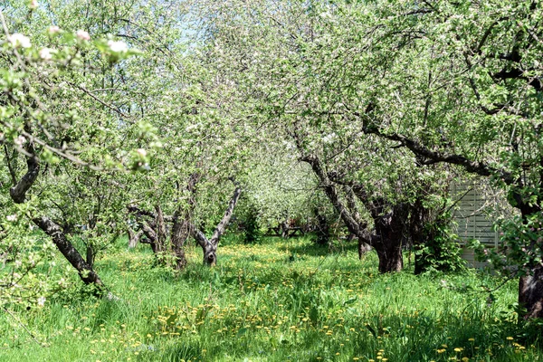 Äppelträdgård Med Blommande Äppelträd Äppelträdgård Solig Vårdag Landsbygd Vårsäsongen Spring — Stockfoto