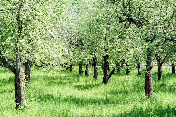 Çiçekli elma ağaçları olan elma bahçesi. Güneşli bir bahar gününde elma bahçesi. Bahar mevsiminde kırsal bölgede. Beyaz ahşap çitlerle çiçek açan bahar elma bahçesi.