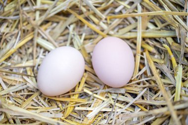 Taze ev yemeği yapmak için bir sürü çiğ, kahverengi ve beyaz tavuk yumurtası yakın plan..