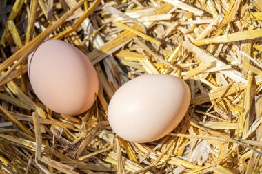 Taze ev yemeği yapmak için bir sürü çiğ, kahverengi ve beyaz tavuk yumurtası yakın plan..