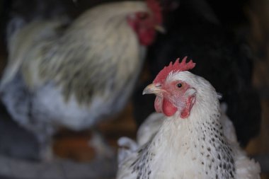 Sabahın erken saatlerinde organik bir çiftlikte açık havada bedava tavuk. Hobi olarak hayvan yetiştiriciliği.