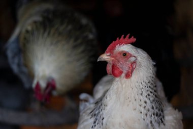 Sabahın erken saatlerinde organik bir çiftlikte açık havada bedava tavuk. Hobi olarak hayvan yetiştiriciliği.