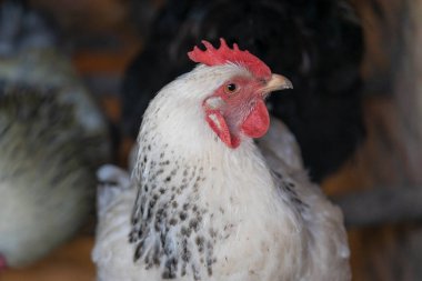 Sabahın erken saatlerinde organik bir çiftlikte açık havada bedava tavuk. Hobi olarak hayvan yetiştiriciliği.