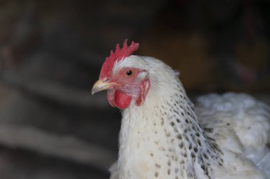 Sabahın erken saatlerinde organik bir çiftlikte açık havada bedava tavuk. Hobi olarak hayvan yetiştiriciliği.