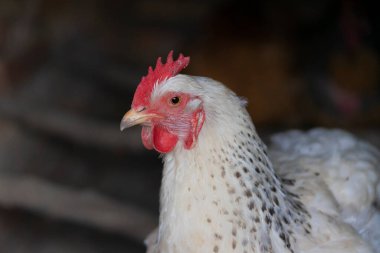 Sabahın erken saatlerinde organik bir çiftlikte açık havada bedava tavuk. Hobi olarak hayvan yetiştiriciliği.