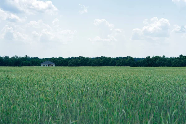 Yeşil Buğday Tarlası Mavi Bir Gökyüzünün Altında Rüzgarda Sallanıyor Kırsal — Stok fotoğraf