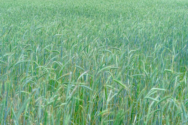 Зелене Пшеничне Поле Бризі Під Блакитним Небом Сільські Пейзажі Тло — стокове фото