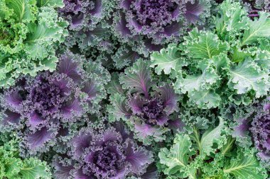 Yakın plan yeşil lahana yaprakları. Lahana fideleri birbirine yakın dikilmiş..