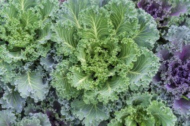 Yakın plan yeşil lahana yaprakları. Lahana fideleri birbirine yakın dikilmiş..