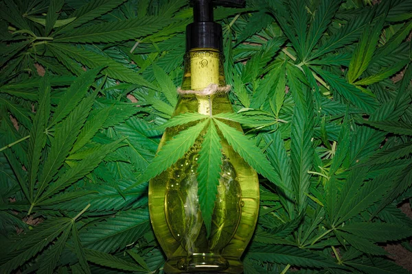 Hemp oil with hemp leaves. Top view of medical marijuana buds and hemp oil bottle