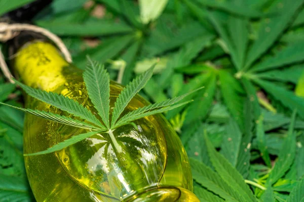 Hemp oil with hemp leaves. Top view of medical marijuana buds and hemp oil bottle