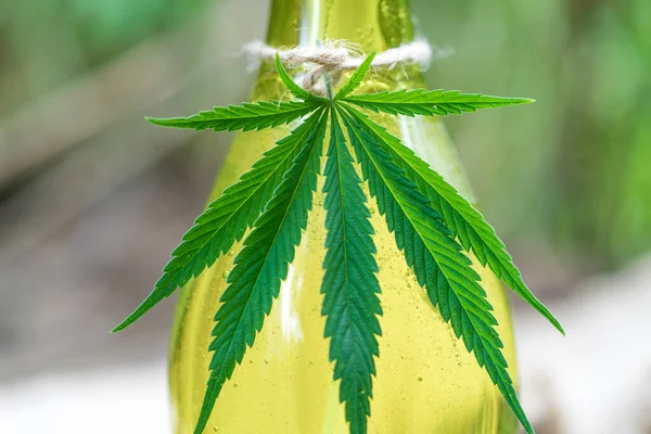 Hemp Oil Hemp Leaves Top View Medical Marijuana Buds Hemp — Photo