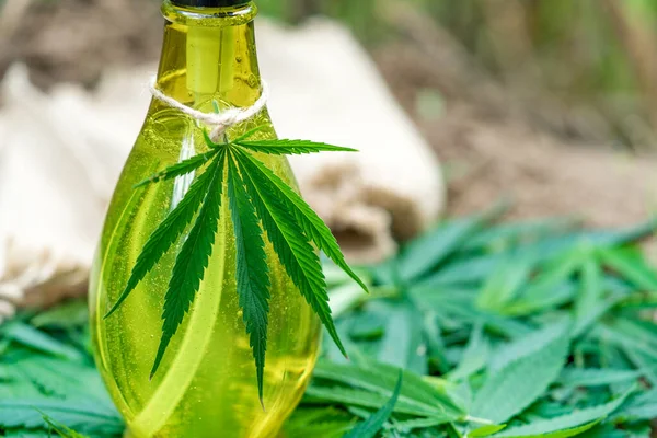 Hemp oil with hemp leaves. Top view of medical marijuana buds and hemp oil bottle
