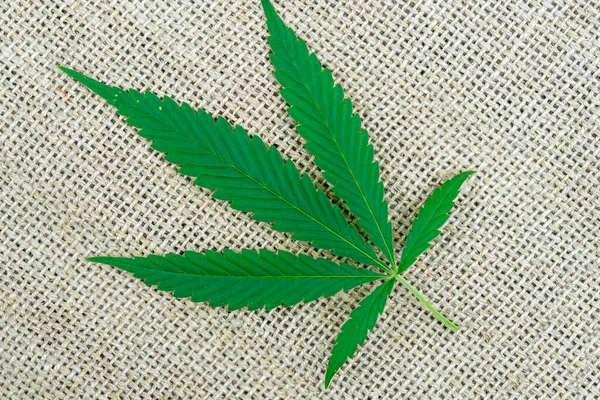 Large Leaves Buds Cannabis Hemp Bush Empty Space Text — Photo