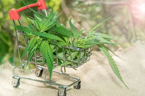 Supermarket trolley with marijuana leafs and medical cannabis oil