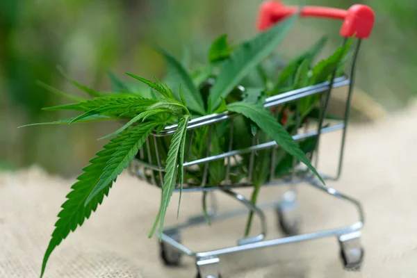 Chariot Supermarché Avec Feuilles Marijuana Huile Cannabis Médical — Photo