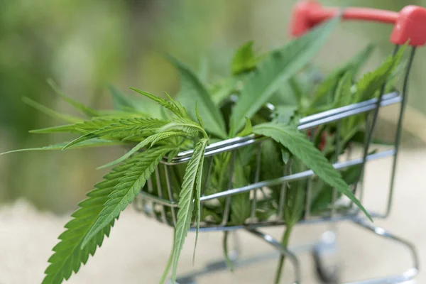Supermarket trolley with marijuana leafs and medical cannabis oil