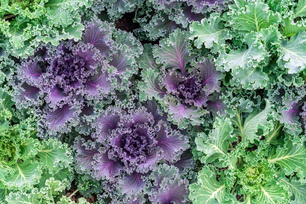 Green Leaves Cabbage Close Cabbage Seedlings Planted Close Each Other — 스톡 사진