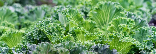 Green Leaves Cabbage Close Cabbage Seedlings Planted Close Each Other — Stock Photo, Image