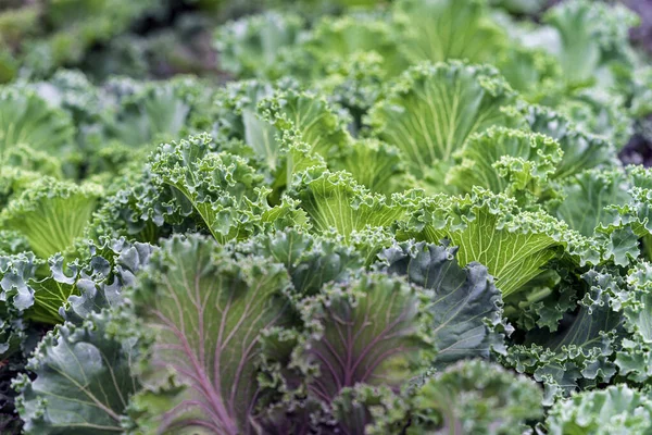 Green Leaves Cabbage Close Cabbage Seedlings Planted Close Each Other — Stock Photo, Image