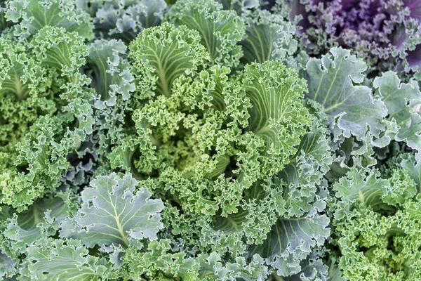 Green Leaves Cabbage Close Cabbage Seedlings Planted Close Each Other — Stock Photo, Image