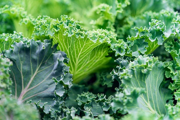 Yakın plan yeşil lahana yaprakları. Lahana fideleri birbirine yakın dikilmiş..