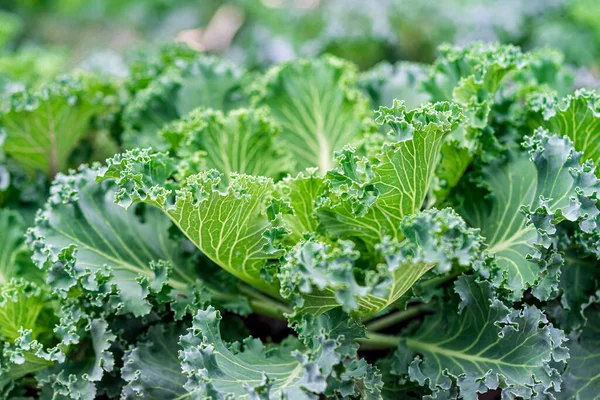 Green Leaves Cabbage Close Cabbage Seedlings Planted Close Each Other — Stock Photo, Image