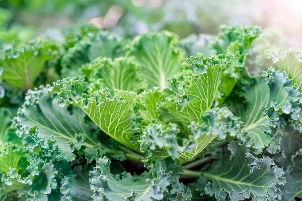 Green Leaves Cabbage Close Cabbage Seedlings Planted Close Each Other — Stock Photo, Image