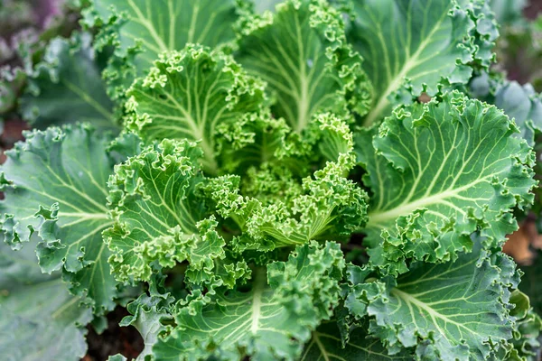 Green Leaves Cabbage Close Cabbage Seedlings Planted Close Each Other — Stock Photo, Image