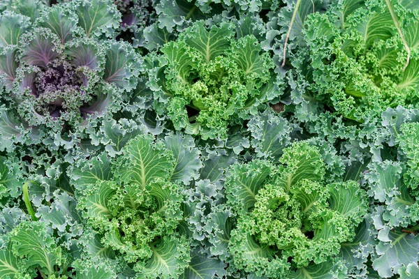 Green Leaves Cabbage Close Cabbage Seedlings Planted Close Each Other — Stock Photo, Image