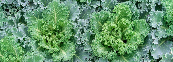 Green Leaves Cabbage Close Cabbage Seedlings Planted Close Each Other — Stock Photo, Image