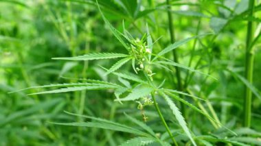 Büyük yapraklar ve kenevir tomurcukları. Tıpta kullanılan kenevir çalısı. Esrarın yasallaştırılması