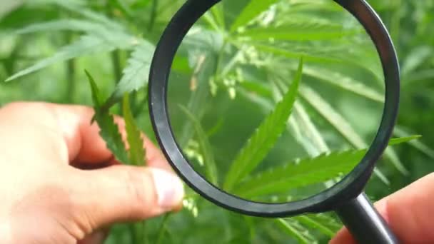 Large Leaves Buds Hemp Hemp Bush Used Medicine Legalization Cannabis — стоковое видео