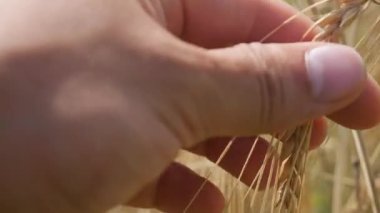 Olgunlaşmış buğday taneleri güneşli erkek ellerinde toplanıyor..