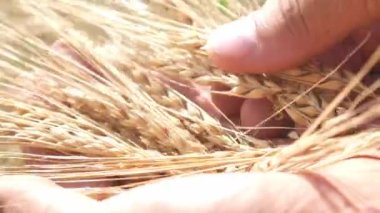 Grains of ripened wheat harvest in male hands with a sun glare.