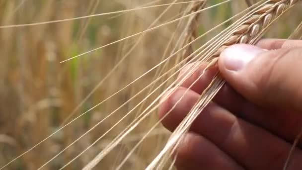 Grains Ripened Wheat Harvest Male Hands Sun Glare — 图库视频影像