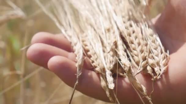 Grains Ripened Wheat Harvest Male Hands Sun Glare — Wideo stockowe