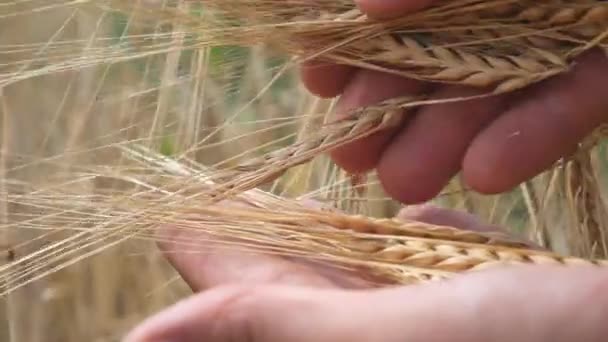 Grains Ripened Wheat Harvest Male Hands Sun Glare — Stok video