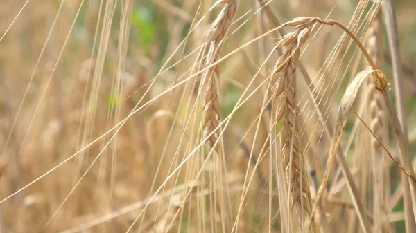 Grains Ripened Wheat Harvest Male Hands Sun Glare — Photo