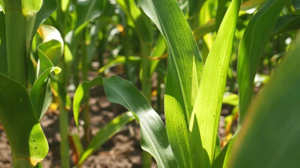 Groene Maisbladeren Wind Landbouwgrond Met Groene Maïs Kweken Van Hoge — Stockfoto