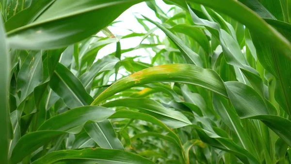 Green Leaves Corn Wind Agricultural Land Green Corn Growing High — 图库照片