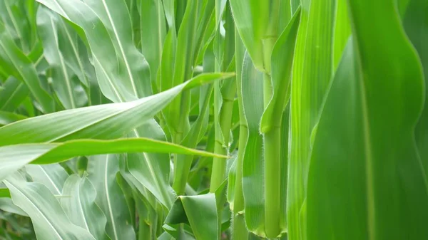 Green Leaves Corn Wind Agricultural Land Green Corn Growing High — Photo