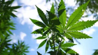 Uyuşturucu bağımlılığı tedavisinde marihuana bitkisinin tıbbi kullanımı ve bitki kavramının kozmetoloji hukuki teması yakın planda. Tıbbi esrar.