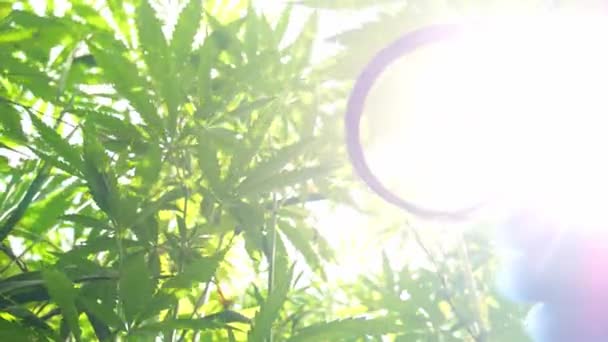 Medyczne Zastosowanie Marihuany Leczeniu Uzależnień Narkotyków Kosmetologii Legalny Temat Koncepcji — Wideo stockowe