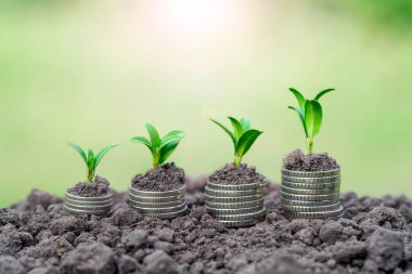 Toprakta yeşil yapraklı ve ağaçlı para büyümesi kavramı, iş ve tarım başarısı finansmanı. Tarım bitkisi yetiştirme Bahçede adım kavramı