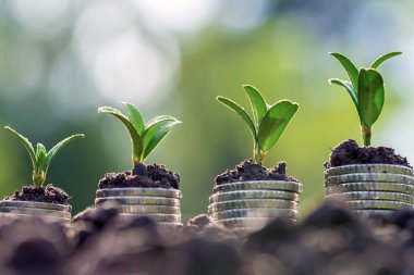 Toprakta yeşil yapraklı ve ağaçlı para büyümesi kavramı, iş ve tarım başarısı finansmanı. Tarım bitkisi yetiştirme Bahçede adım kavramı