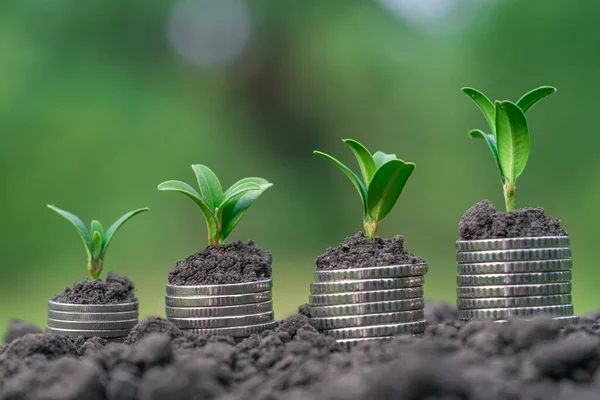 Money growth in soil with green leaves and trees concept, business and farming success finance. Agriculture plant seeding growing step concept in garden