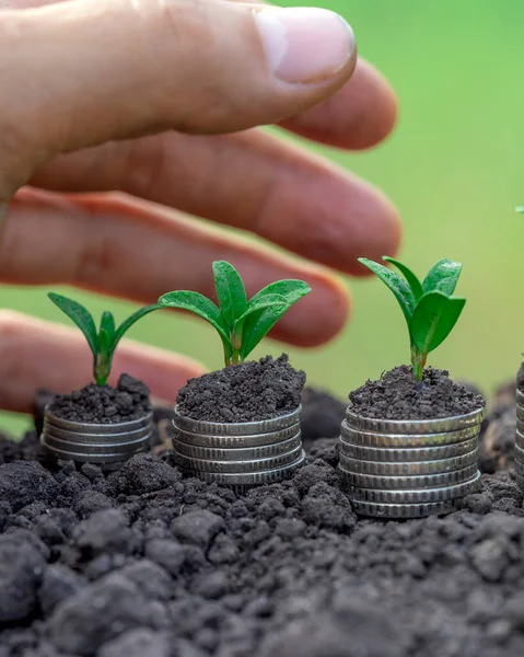 Toprakta yeşil yapraklı ve ağaçlı para büyümesi kavramı, iş ve tarım başarısı finansmanı. Tarım bitkisi yetiştirme Bahçede adım kavramı